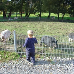 Hängebauchschweine in Uslar Wiensen