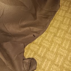 Buffalo Inn - Beetle or some sort of bed bug on the bedspread