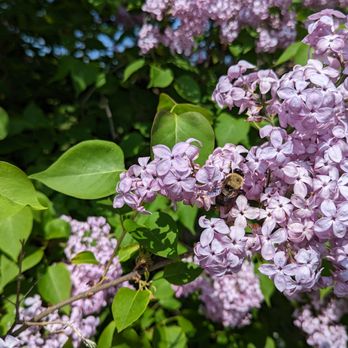 Centennial Lilac Garden - Parks Near Me - Niagara Falls, Ontario Centennial Lilac Garden - Parks Near Me - Niagara Falls, Ontario