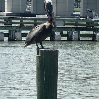 Grille Riverview - Pelican just chilling - Seafood Near Me - New Smyrna Beach, Florida