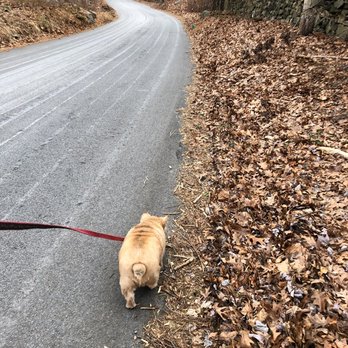 While Away Dog Walking - Pixalicious loves her walk. - Dog Walkers Near Me While Away Dog Walking - Pixalicious loves her walk. - Dog Walkers Near Me