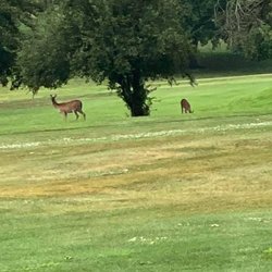 City golf courses don't have deer obstacles, perhaps a traveling city golfer would like to have a go at this?