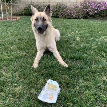 Redondo Dog - Pet Services Near Me - Carson, California Redondo Dog - Pet Services Near Me - Carson, California