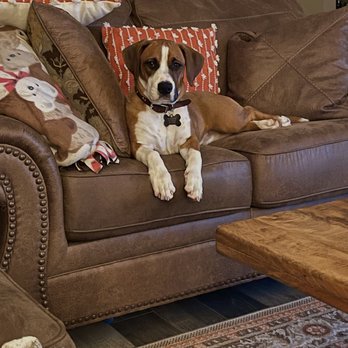 Underdog Animal Rescue - Otis and his new couch. - Pet Adoption Near Me Underdog Animal Rescue - Otis and his new couch. - Pet Adoption Near Me