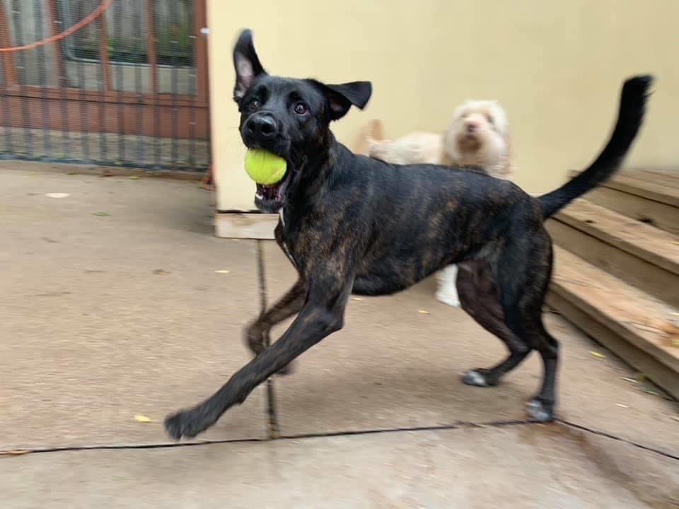 DOG HOUSE ON THE TRAIL 12 Photos & 22 Reviews 4144 Buena Vista, Dallas, Texas Pet Sitting