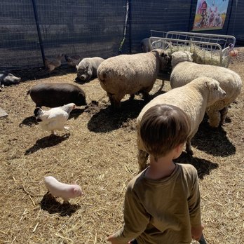 SoCalMiniPigs - Pet Breeders Near Me - Valley Center, California SoCalMiniPigs - Pet Breeders Near Me - Valley Center, California