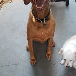 Uncle Jeff's Pet Sitting & More