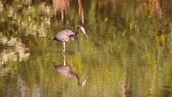 Bombay Hook National Wildlife Refuge by null