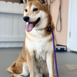 Leashes and Lashes