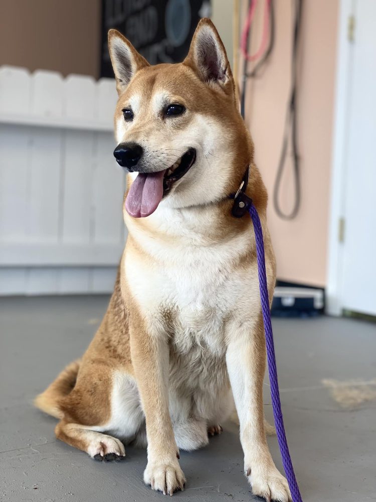 LEASHES AND LASHES Updated August 2024 10 Photos 1206 John Harden