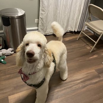 House of Paws - Canelo - Pet Groomers Near Me - Chicago, Illinois House of Paws - Canelo - Pet Groomers Near Me - Chicago, Illinois