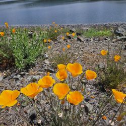 Lake Mendocino - I love wild California poppies