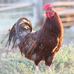 American Farm and Larder