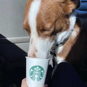 Starbucks - my dog enjoyed a puppachino - Coffee & Tea Near Me - Loomis, California