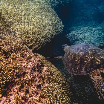 Captain Bob's Picnic Sail - Giant Honu at the snorkeling stop Alyson Lofgren Photography - Boating Near Me - Kaneohe, Hawaii