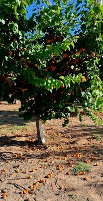 Gilcrease Orchard by null