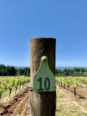 Domaine Serene Winery by null