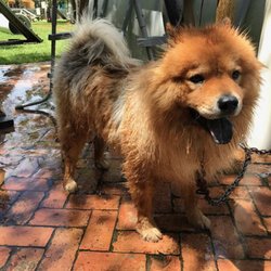 Bath time at Van Hendrix K9