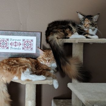 Florida Maine Coons by OptiCoons - Mom and Daughter, Friends for Life. www.FloridaMaineCoons.com - Pet Breeders Near Me - Dunnellon, Florida Florida Maine Coons by OptiCoons - Mom and Daughter, Friends for Life. www.FloridaMaineCoons.com - Pet Breeders Near Me - Dunnellon, Florida