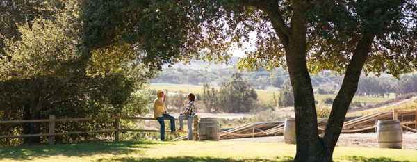 Babcock Winery & Vineyards by null