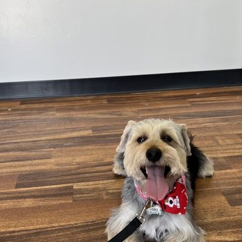 HI Doggie - Pet Groomers Near Me - Monterey Park, California HI Doggie - Pet Groomers Near Me - Monterey Park, California