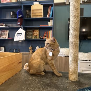 Brooklyn Cat Cafe - Pet Adoption Near Me - Brooklyn, New York Brooklyn Cat Cafe - Pet Adoption Near Me - Brooklyn, New York