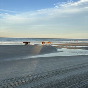 Wild Horse Adventure Tours - Beautiful - Tours Near Me - Corolla, North Carolina Wild Horse Adventure Tours - Beautiful - Tours Near Me - Corolla, North Carolina