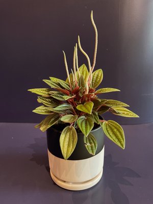 The Mellow Mission by null