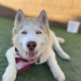 Happy Boy Happy Boy