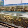Photo of Yan Seafood Market