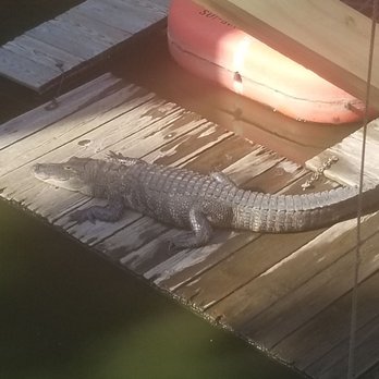 Fudpucker's - Gator - Seafood Near Me - Destin, Florida