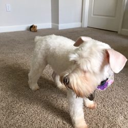 Dogs Day Out