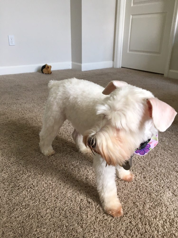 DOGS DAY OUT Updated October 2024 4800 Sunnyside Gott Rd, Bowling