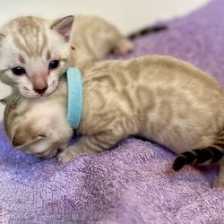 The Nor'Easter Bengal
