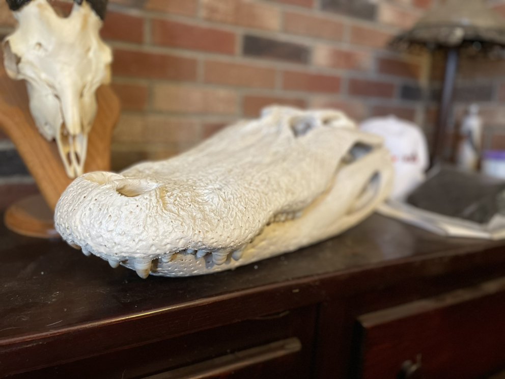 Palmetto State Euro Mounts - taxidermy in North Augusta, SC