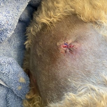 Veterinary Emergency Group - All sutured up - Emergency Pet Hospital Near Me - San Ramon, California