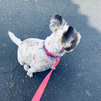Planet Pet Spa - Pet Groomers Near Me - San Antonio, Texas Planet Pet Spa - Pet Groomers Near Me - San Antonio, Texas