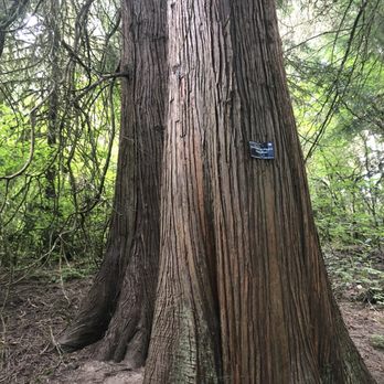 Hoyt Arboretum - Botanical Gardens Near Me - Portland, Oregon