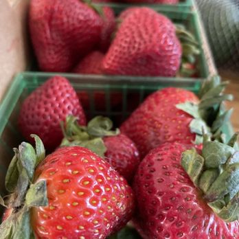 Thacker Berry Farms - Trio of baskets of best strawberries - Farmers Market Near Me - Cypress, California Thacker Berry Farms - Trio of baskets of best strawberries - Farmers Market Near Me - Cypress, California