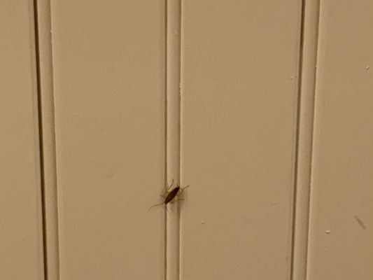 Belmont Station by null