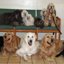 Toluca Burbank Dog Cat Hospital 16 Photos 101 Reviews Veterinarians 3121 W Burbank Blvd Burbank Ca Phone Number Yelp