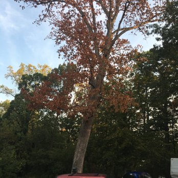 Landmark Tree Care - Dead tree ; White oak disease. - Tree Services Near Me