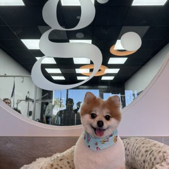 Grooming Dog - Pet Groomers Near Me - Boca Raton, Florida Grooming Dog - Pet Groomers Near Me - Boca Raton, Florida