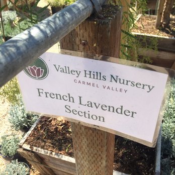 Valley Hills Nursery - sign for french lavender section - Nurseries & Gardening Near Me - Carmel, California Valley Hills Nursery - sign for french lavender section - Nurseries & Gardening Near Me - Carmel, California
