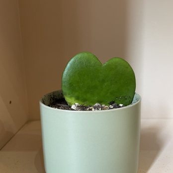 Coffee and Plants - Heart plant - Coffee & Tea Near Me - Pasadena, California