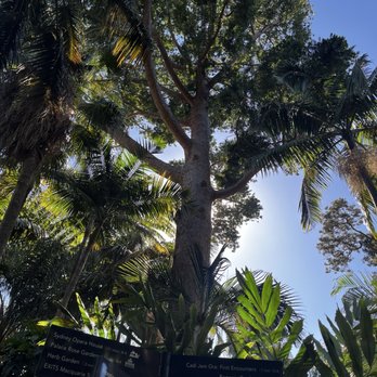 Royal Botanic Gardens - Tall tree I do not know the species name of. - Botanical Gardens Near Me - Sydney, NSW Royal Botanic Gardens - Tall tree I do not know the species name of. - Botanical Gardens Near Me - Sydney, NSW