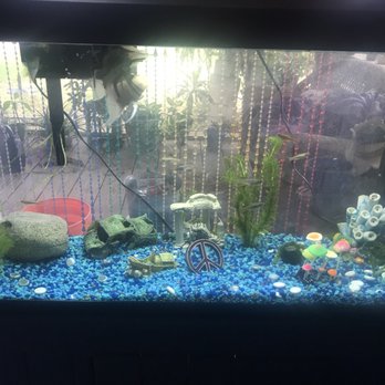 Nahacky's Aquarium - Pet Stores Near Me - Melbourne, Florida