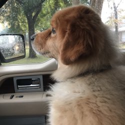 spoiled mutts humble