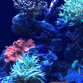 Ocean Blue Aquarium - Beautiful show tank. - Aquarium Services Near Me - Casselberry, Florida Ocean Blue Aquarium - Beautiful show tank. - Aquarium Services Near Me - Casselberry, Florida