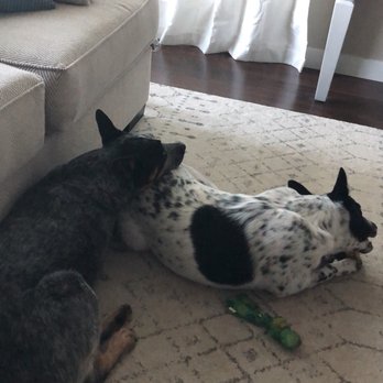 The Dog Lodge - Pet Sitting Near Me - Midvale, Utah